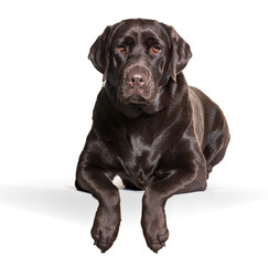 Studio shot of beautiful chocolate labrador retriever lying down against white background