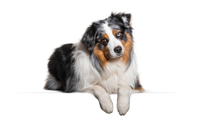 Adorable australian shepherd with heterochromia, lying down and leaning on a white surface
