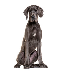 Studio shot of a great dane puppy sitting and looking at the camera against a white background