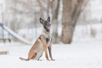 The Belgian shepherd Malinois runs in winter