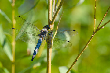 Close-up of a male black-tailed skimmer (Orthetrum cancellatum) dragonfly perched on a twig with spread wings, showing fine details of its wings and body