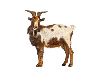 Domestic goat standing on white background