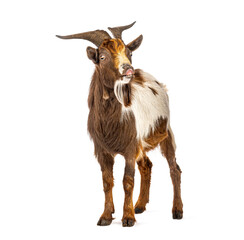 Goat smelling and looking funny on white background