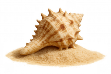 Studio shot of a large seashell resting on a pile of sand, isolated on a transparent background