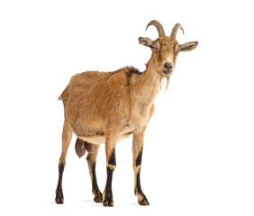 Brown goat standing on white background