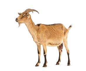 Domestic goat standing on white background looking up