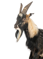 Bagot goat looking sideways on white background