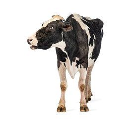 Dairy cow standing and mooing on white background