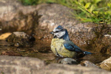 A small Eurasian blue tit, with its distinctive blue, yellow, and white plumage, is seen standing in shallow water among rocks 