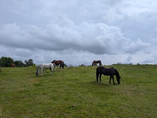 Several horses, including a white and a dark brown one in the foreground, graze on a green, rolling hillside under a cloudy sky 