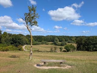 A lone, slender elder tree stands next to a rustic wooden bench, overlooking expansive fields and a distant forest under a bright blue sky with scattered white clouds 