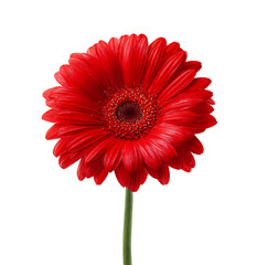 Vibrant red gerbera daisy flower isolated on black for stunning floral photography