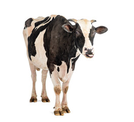 Young bull sticking out tongue on white background