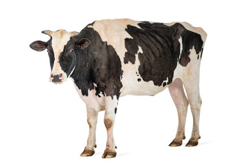 Healthy dairy cow standing on white background
