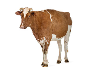 Brown and white cow standing on white background
