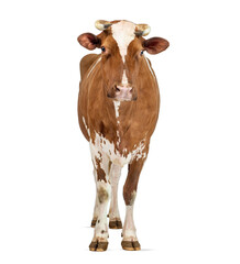 Brown and white Holstein cow standing on white background