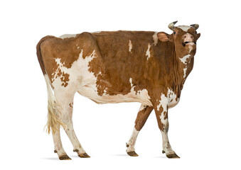 Brown and white cow walking and mooing on white background