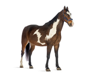 Obraz premium Pinto horse standing on white background wearing halter