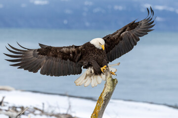 Bald Eagle adult