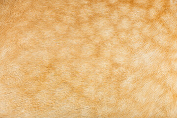 Close up view of short haired dog fur showing texture and color
