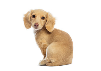 Miniature dachshund puppy sitting and looking back over shoulder