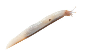 Albino or color variation candida of a leopard slug, limax maximus, crawling on a white background