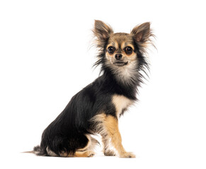 Adorable long haired chihuahua sitting and posing on a white background