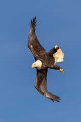 Bald Eagle adult