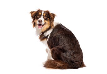Australian shepherd dog sitting and looking back over shoulder