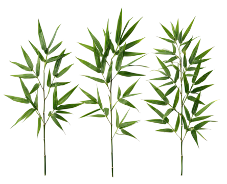 Three clusters of vibrant green bamboo leaves