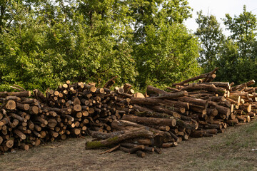A very large stack of freshly cut wooden logs sits on the ground near the forest.