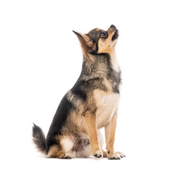 Curious Pomchi, a cross between a Pomeranian and a Chihuahua,  sitting and looking up on white background