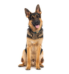 German shepherd dog sitting and panting on white background