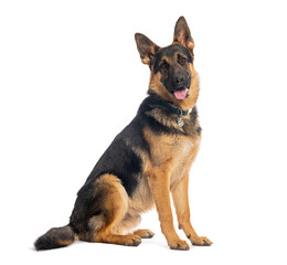 German shepherd dog sitting and panting on white background