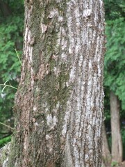Salix babylonica (Weeping willow), a graceful deciduous tree with narrow lanceolate leaves, thriving in wetlands and valued for landscape beauty