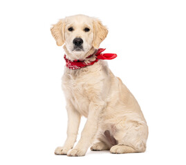 Obraz na płótnie Canvas Golden retriever puppy sitting and wearing red bandana