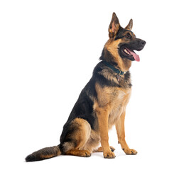German shepherd dog sitting and panting on white background