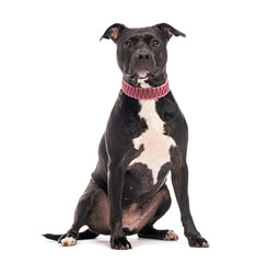 Naklejka premium Staffordshire bull terrier wearing pink collar sitting on white background