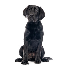 Adorable black labrador puppy sitting and looking curious on white background
