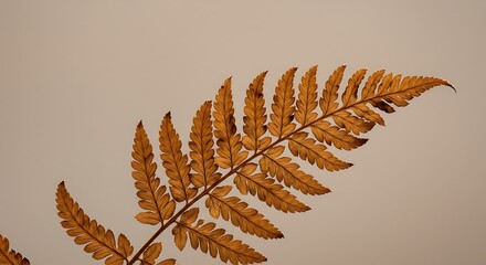 Detailed View of a Dried Brown Fern Leaf Against a Soft Background.