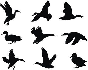 Duck silhouette collection, flying, walking, landing poses, black vector birds, wildlife illustration, waterfowl movement, animal icon set, nature graphic