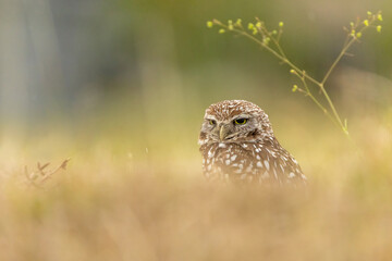 Burrowing Owl
