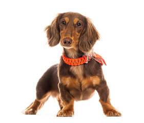 Longhaired dachshund puppy wearing orange collar and leash standing on white background