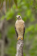 Red-shouldered Hawk
