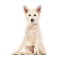 White swiss shepherd puppy sitting on white background