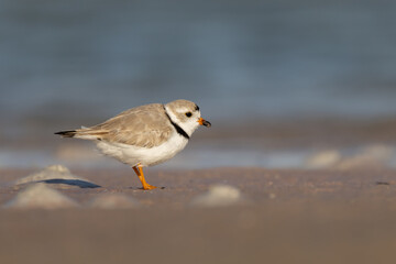 Piping Plover