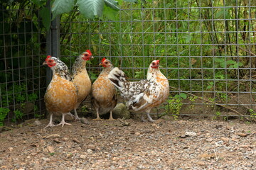 Four hens in a corner at a chicken range. Free living animals. Curious or scared. 