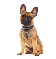 French bulldog wearing studded collar sitting on white background