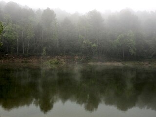 Bosque junto a las aguas de un pantano en un d&iacute;a con niebla.