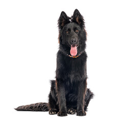 Black old german shepherd dog sitting and panting on white background